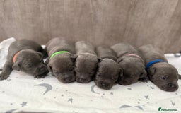 Staffordshire Bull Terrier dogs for sale: 6 beautiful blue Staffordshire bull terriers - Image 1
