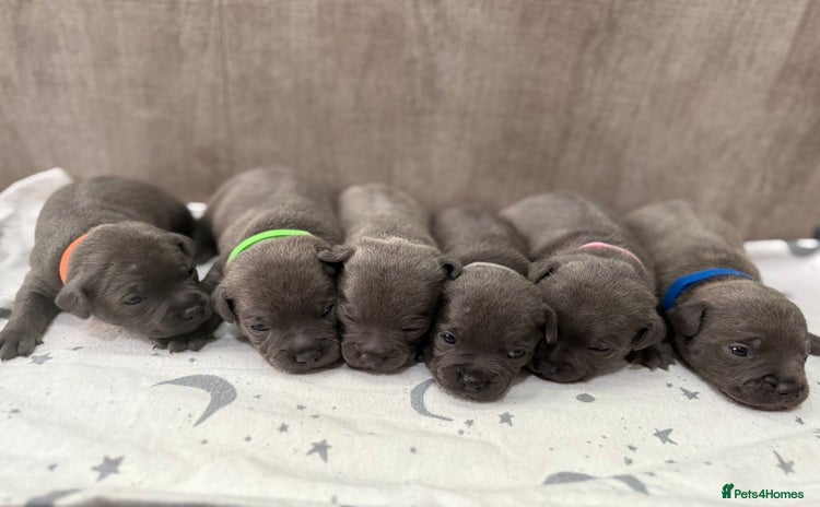 Staffordshire Bull Terrier dogs - Advert 1