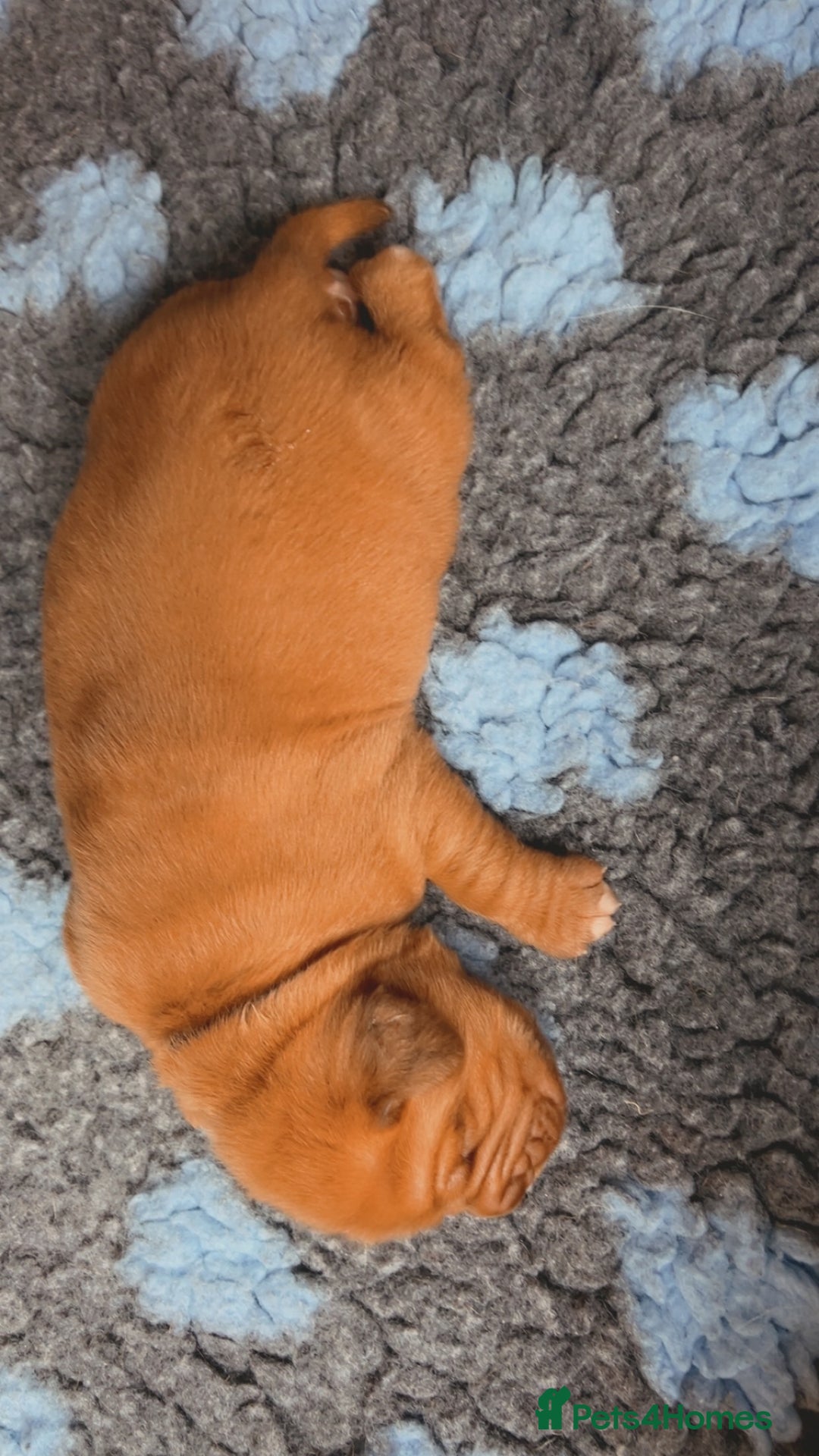 Dogue De Bordeaux dogs for sale: Beautiful KC Dogue De Bordeaux Puppies - Image 11