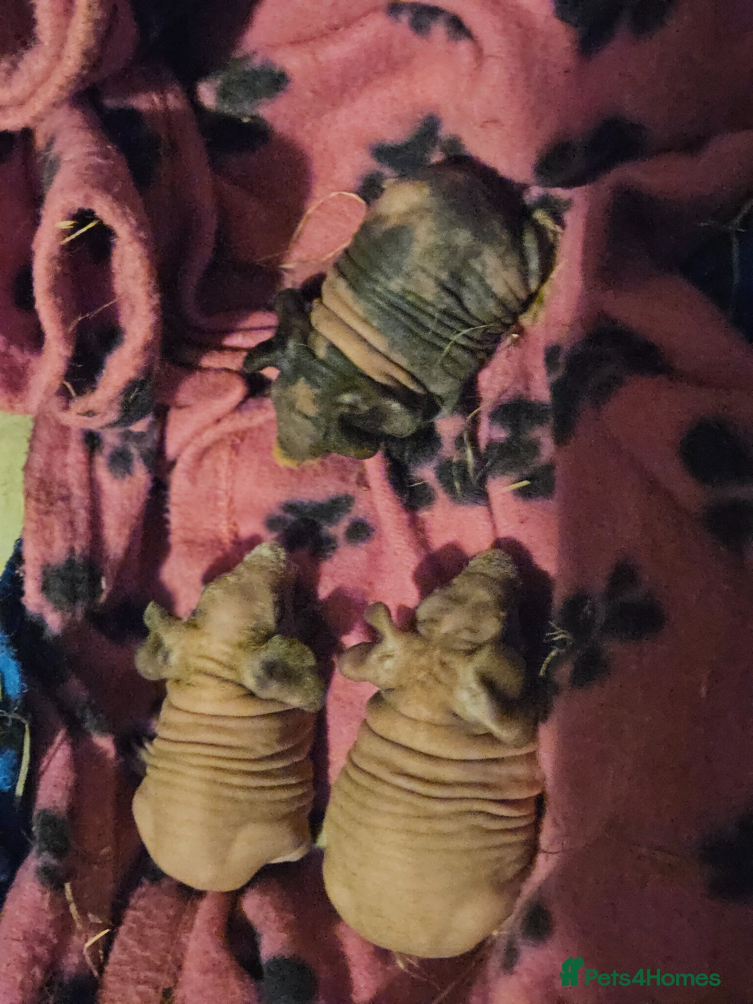 Guinea Pig rodents Skinnys Werewolfs & Lakelands Available  - Advert 11