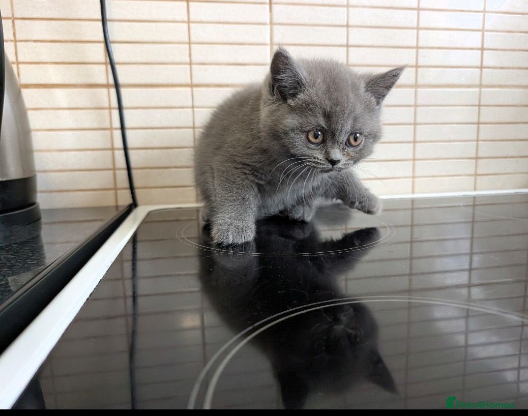 British Shorthair cats Beautiful BSH-kittens-Ready for Their New Homes - Advert 2
