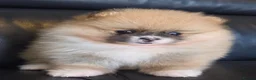 Pomeranian dogs for sale: Absolutely  stunning pomeranian  puppies  - Advert 10