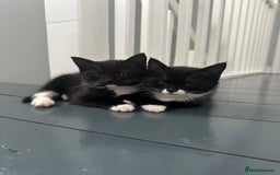 Mixed Breed cats for sale: Pixie and Trixie  - Image 6