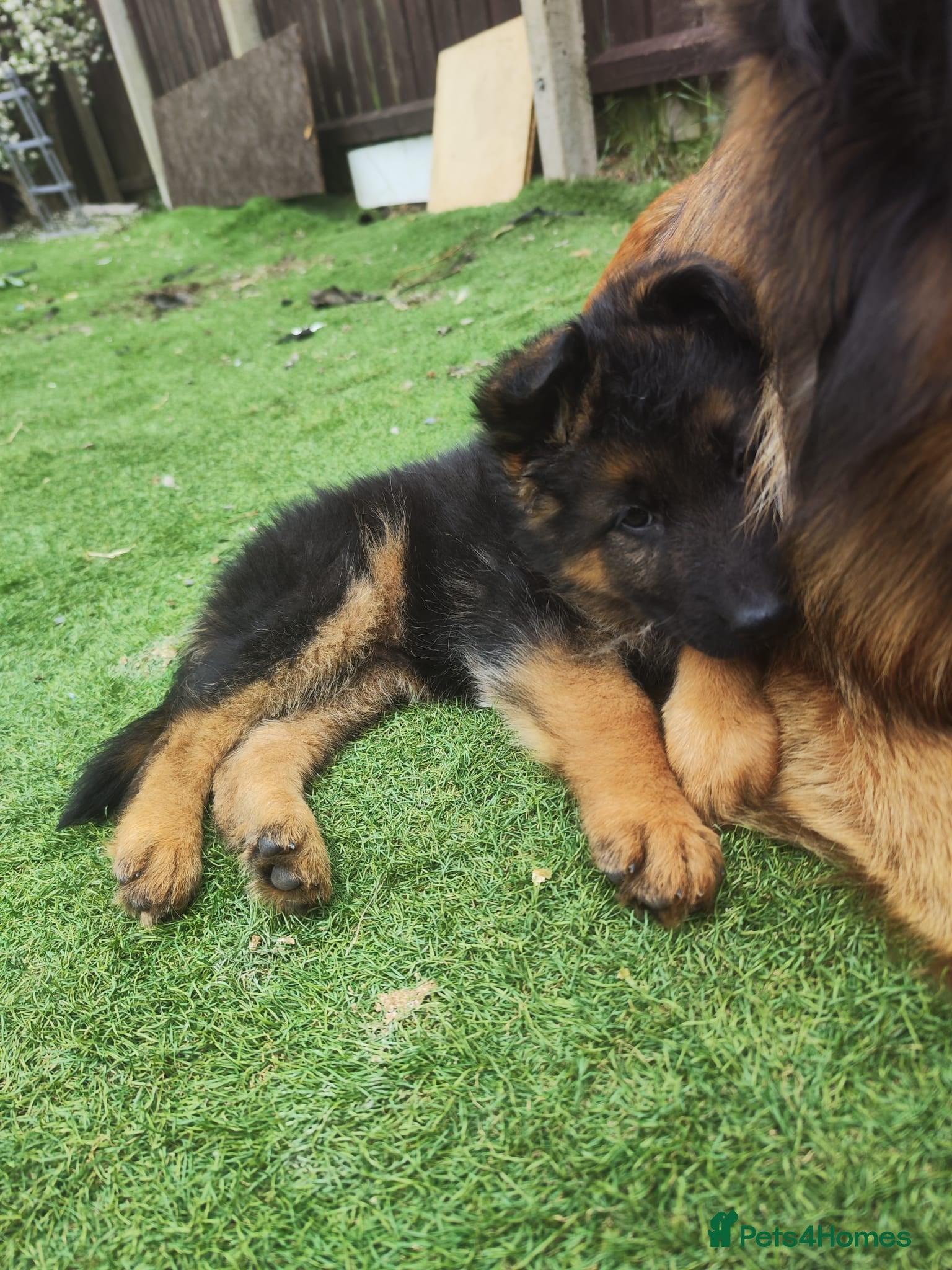 German Shepherd dogs Pupy German Sharped 🏡🏡 - Advert 2