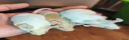 Mouse rodents for sale: Beautiful female mice - Advert 4