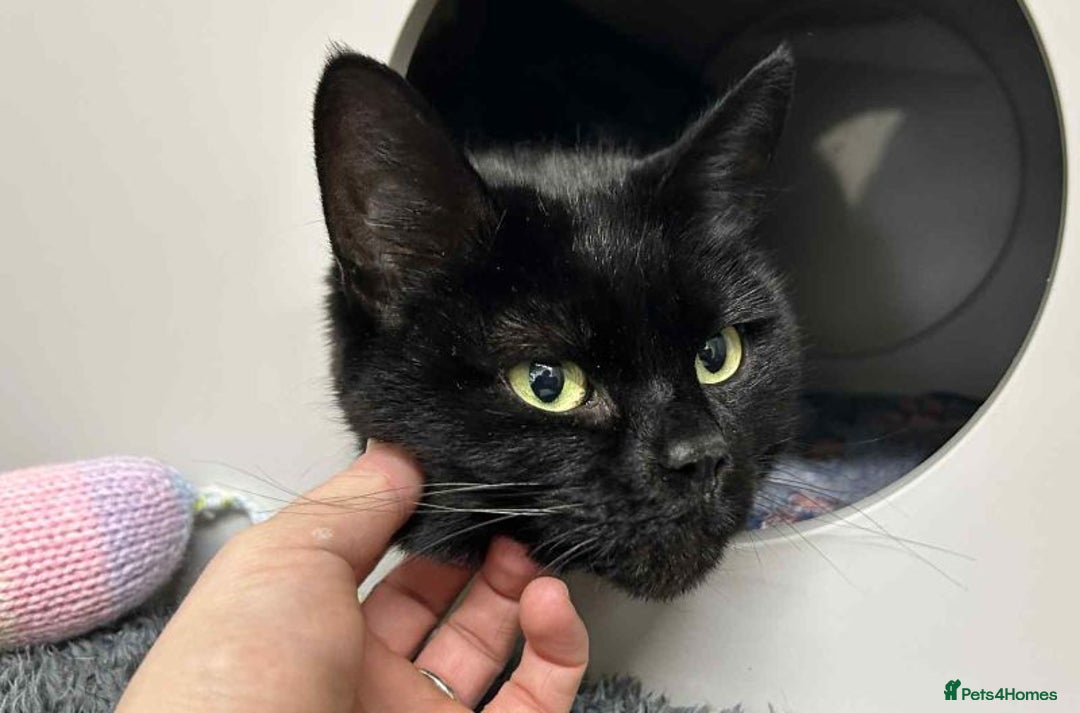 Domestic Shorthair cats for adoption: Shenzi - Advert 1