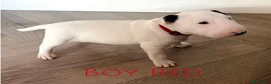 English Bull Terrier Puppy 2