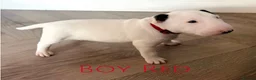 English Bull Terrier dogs for sale: Beautiful English Terrier Puppies Available  in Chigwell - Advert 5