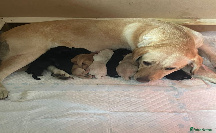 Labrador Retriever dogs Beautiful litter of labradors  - Advert 7