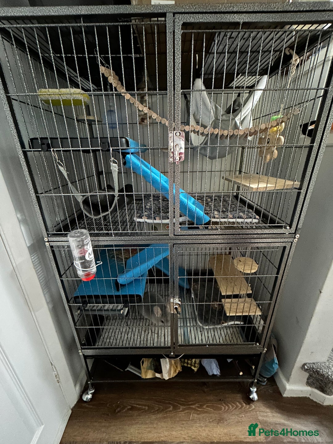 Chinchilla rodents for sale: Blue Diamond Male Chinchilla  - Advert 4