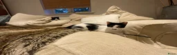 Domestic Shorthair cats for sale: 4 Beautiful Kittens Ready for their Forever Homes - Advert 26