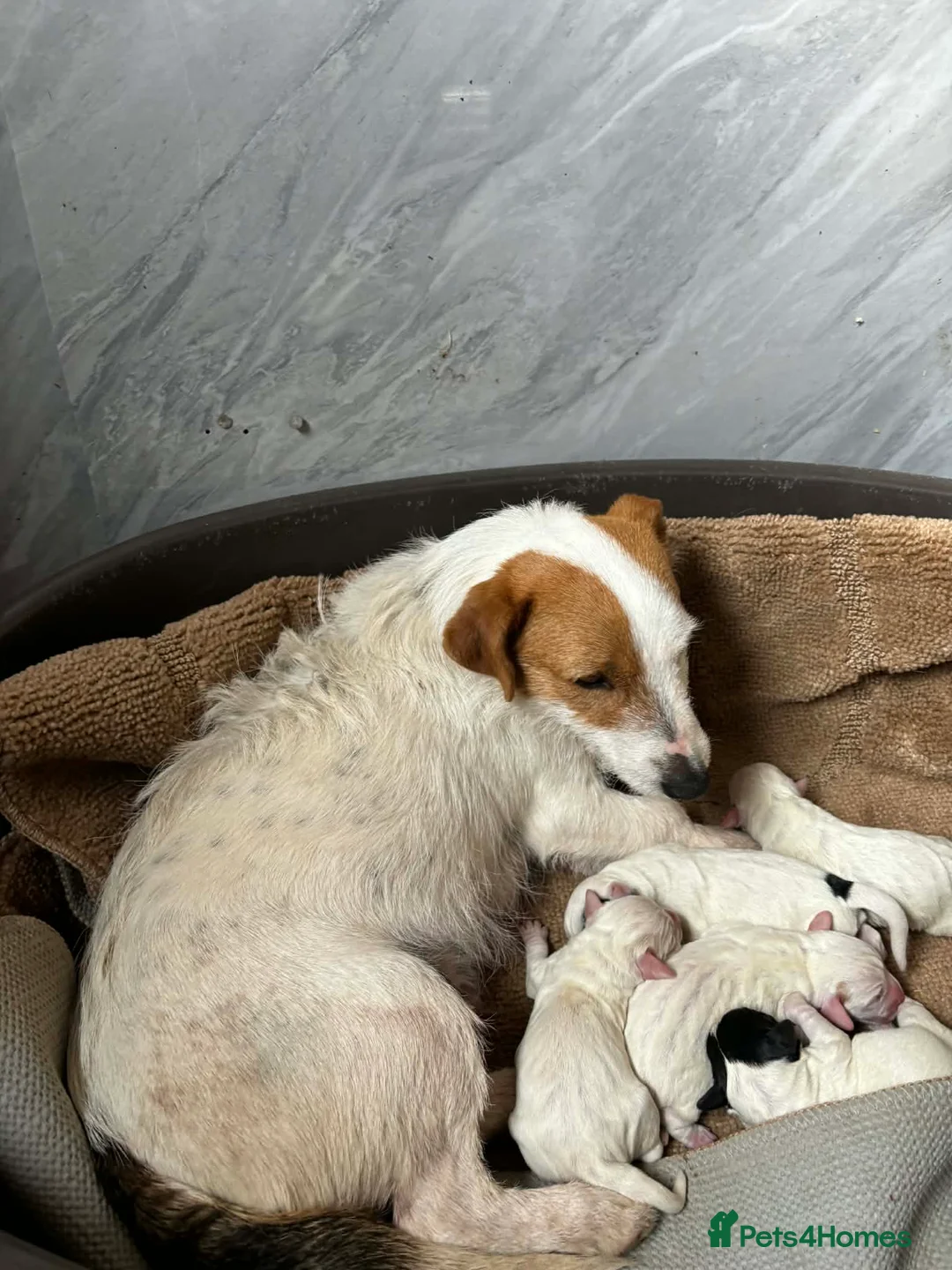 Jack Russell dogs for sale: Jack russell puppys - Advert 1