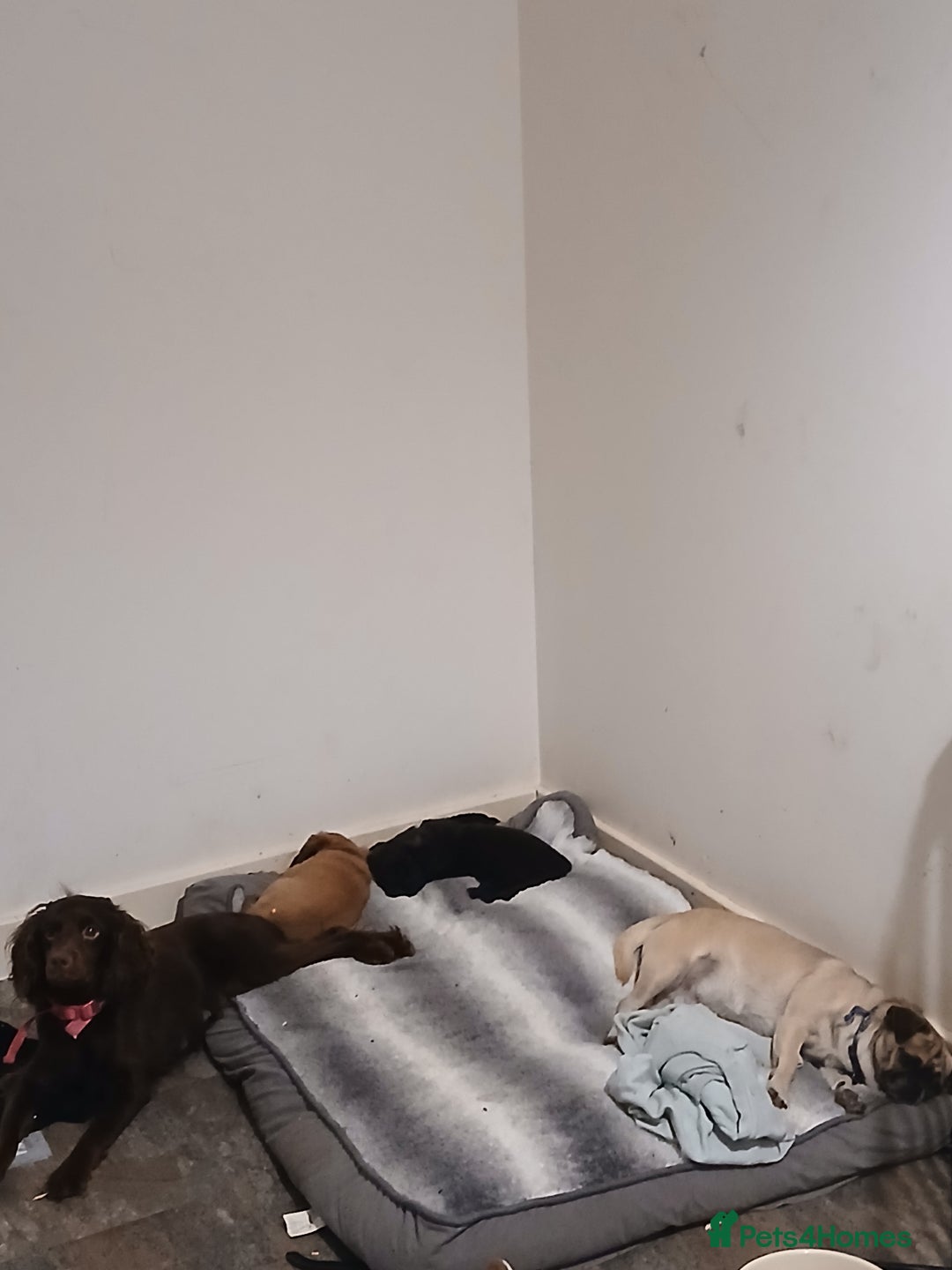 Mixed Breed dogs for sale: 2 pups left  - Advert 6