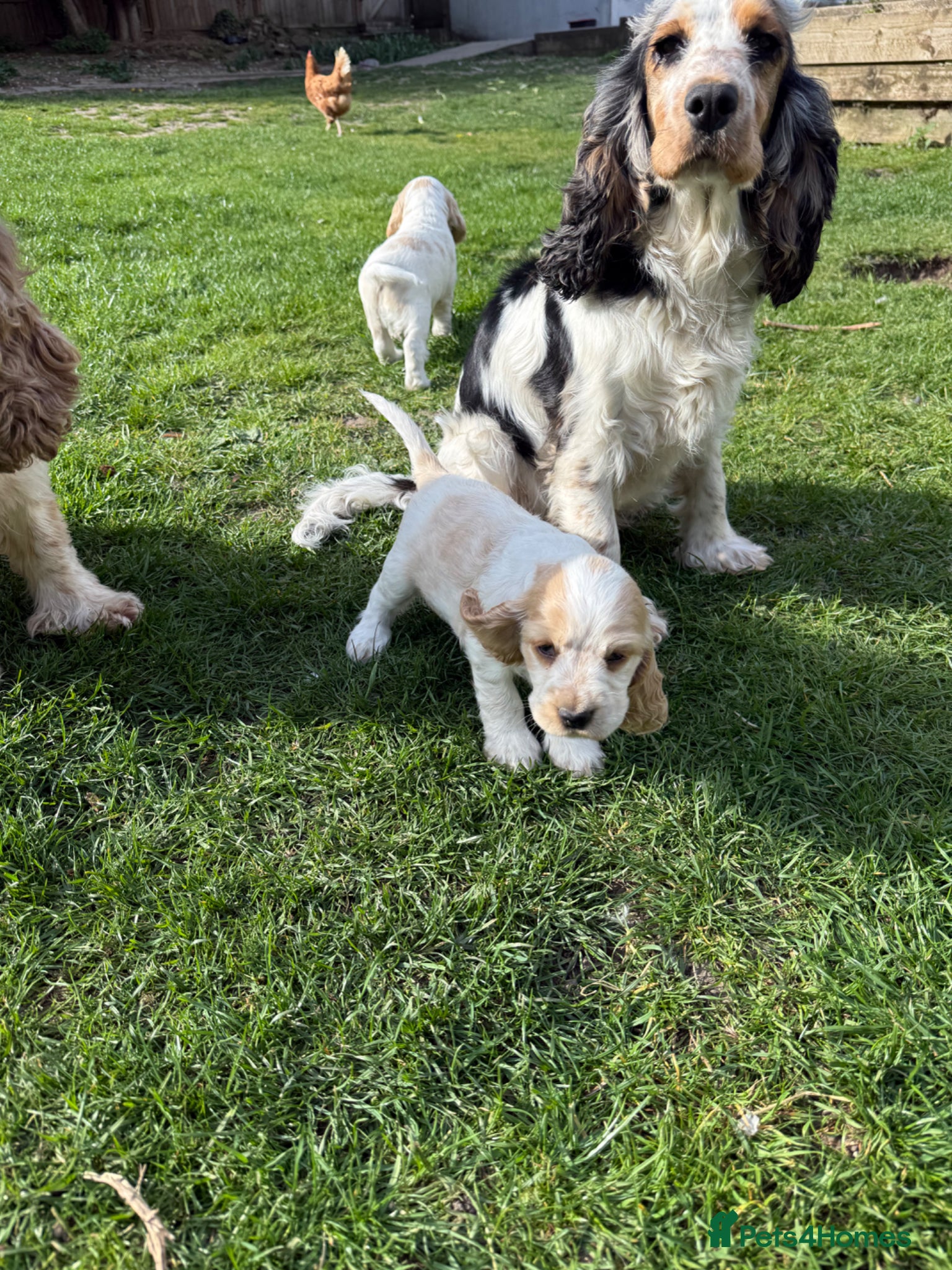 Cocker Spaniel dogs LAST BOY - GORGEOUS LEMON ROAN AVAILABLE  - Advert 2