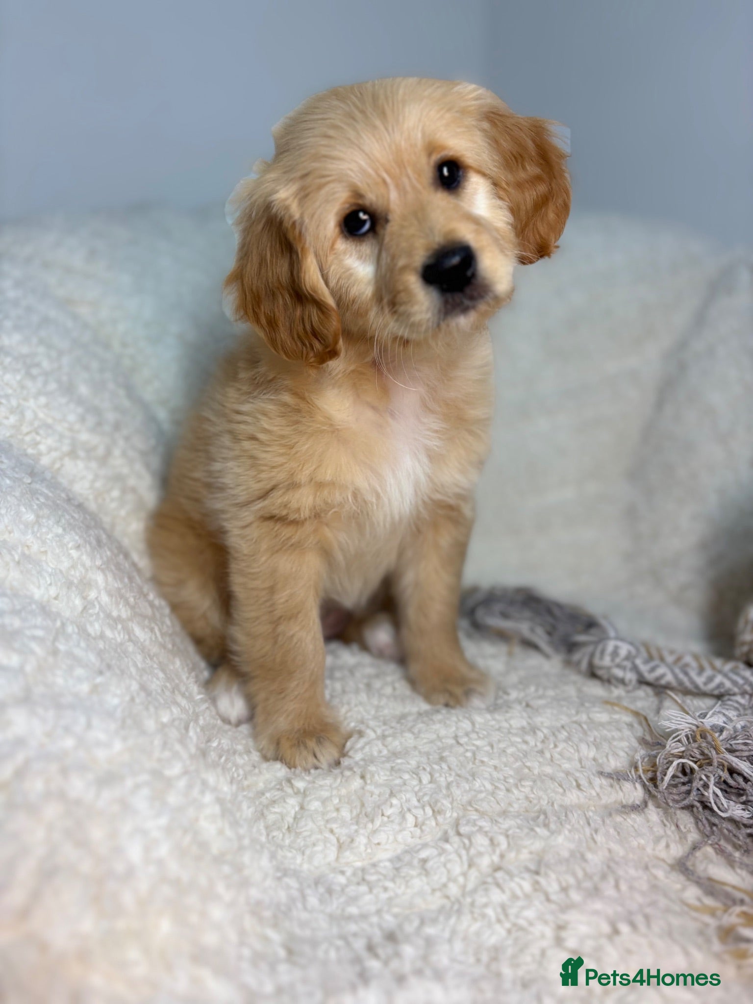 Australian Labradoodle dogs Multigen Australian Labradoodle x Goldendoodle - Advert 2