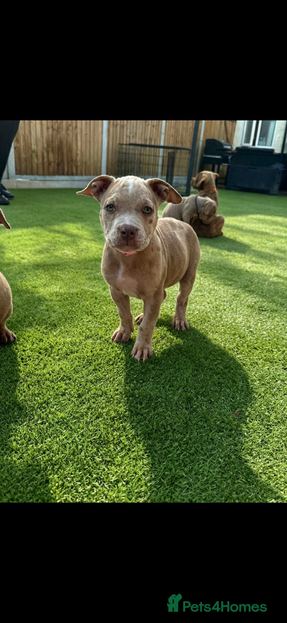 American Bully dogs Pocket bully puppies  - Advert 6