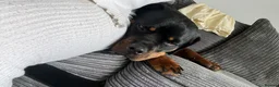 Rottweiler dogs for sale: River Rottweiler - Advert 4
