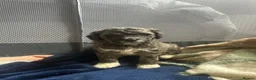 Cockapoo dogs for sale: 5 stunning Boys  - Advert 14