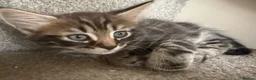 Mixed Breed cats for sale: Little of three kittens  - Advert 6