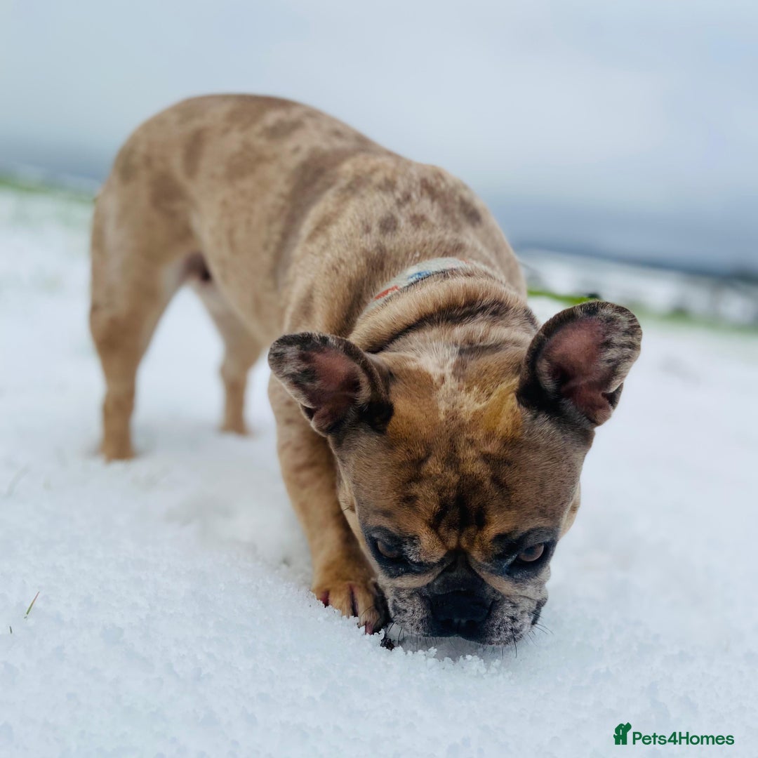 French Bulldog dogs for sale: x1 GIRL LEFT! RARE PURE BLUE MERLE TAN PUPPIES  - Advert 14