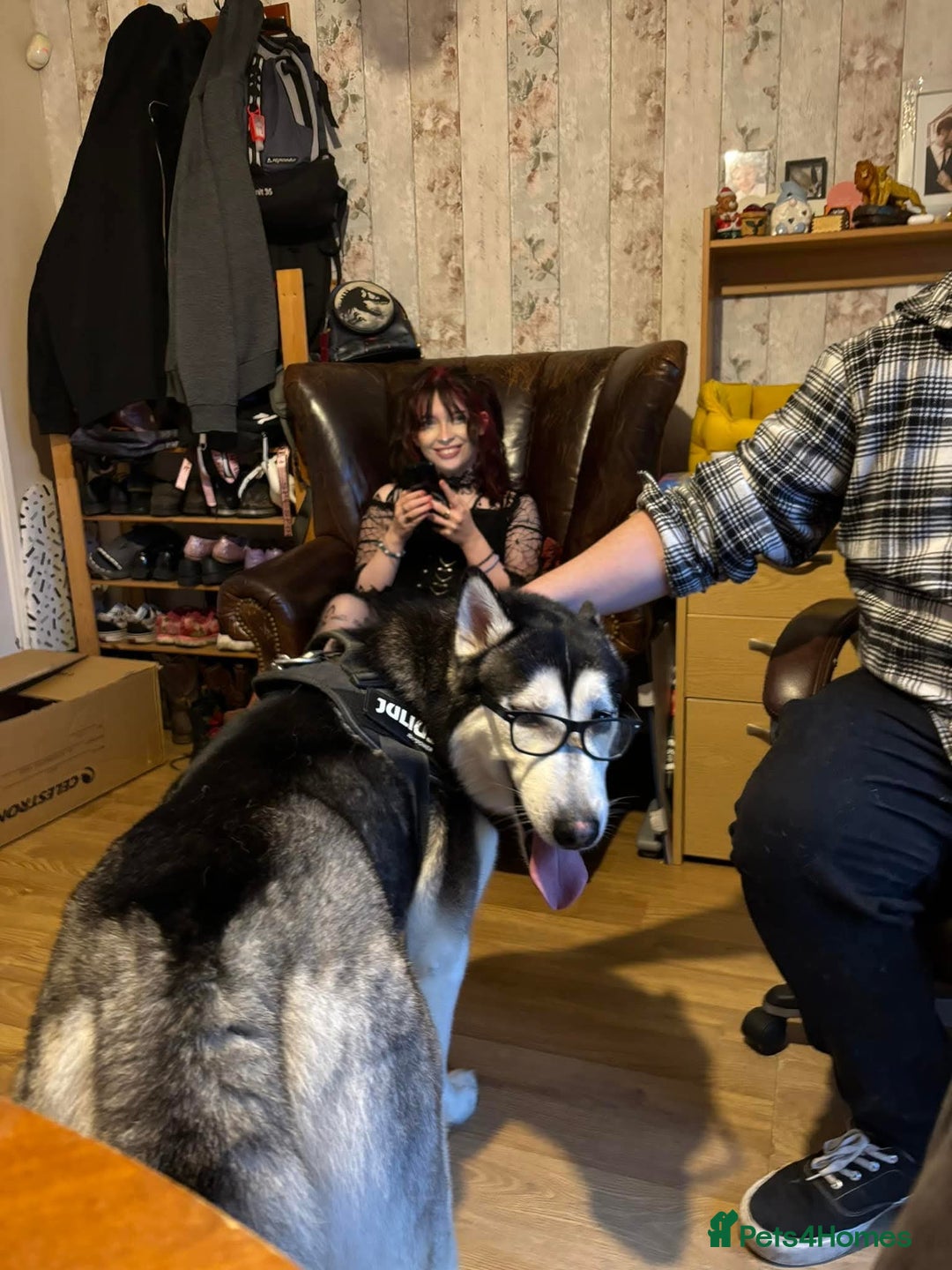 Siberian Husky dogs for sale: Loving 2-Year Old Husky Looking for a Forever Home - Image 4