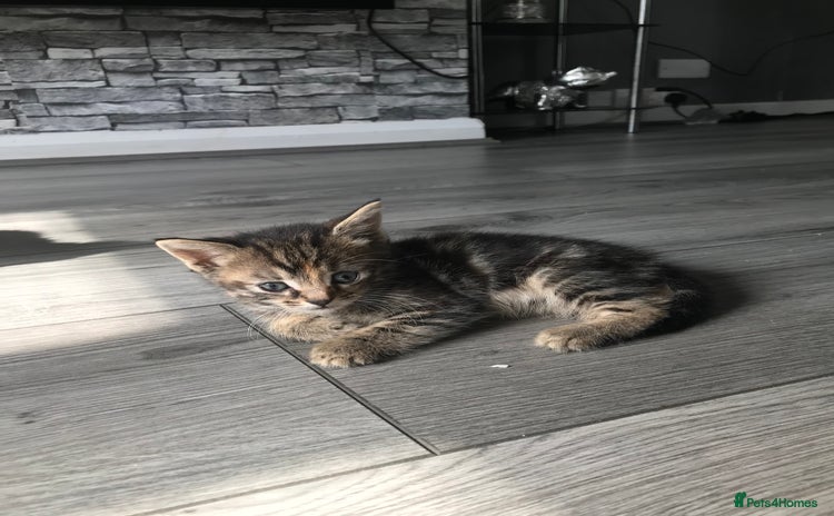 Mixed Breed cats - Advert 20