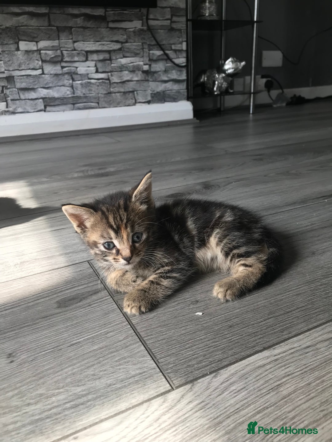 Mixed Breed cats for sale: kittens ready tabby girl - Image 1