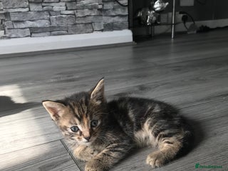 Mixed Breed cats kittens ready tabby girl - Advert 1