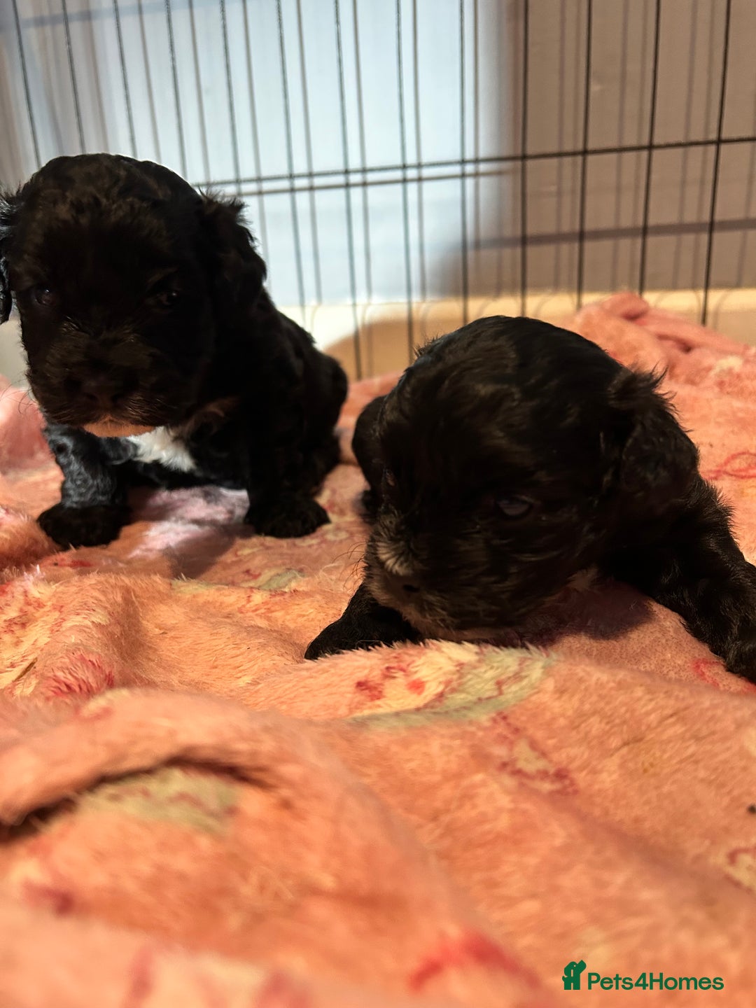 Shihpoo dogs for sale: 2 Male Stunning Shihpoo x Sproodle pups - Advert 5