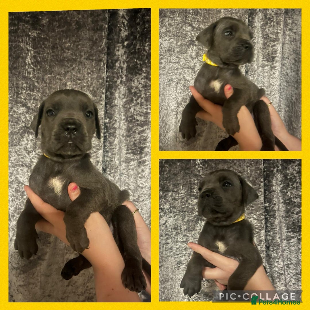 Cane Corso dogs for sale: Chunky blue cane corso pups - Image 11