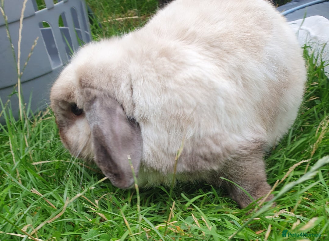 Dwarf Lop rabbits for sale: Spayed/neutered rabbits for adoption VAC Yurvac - Image 3