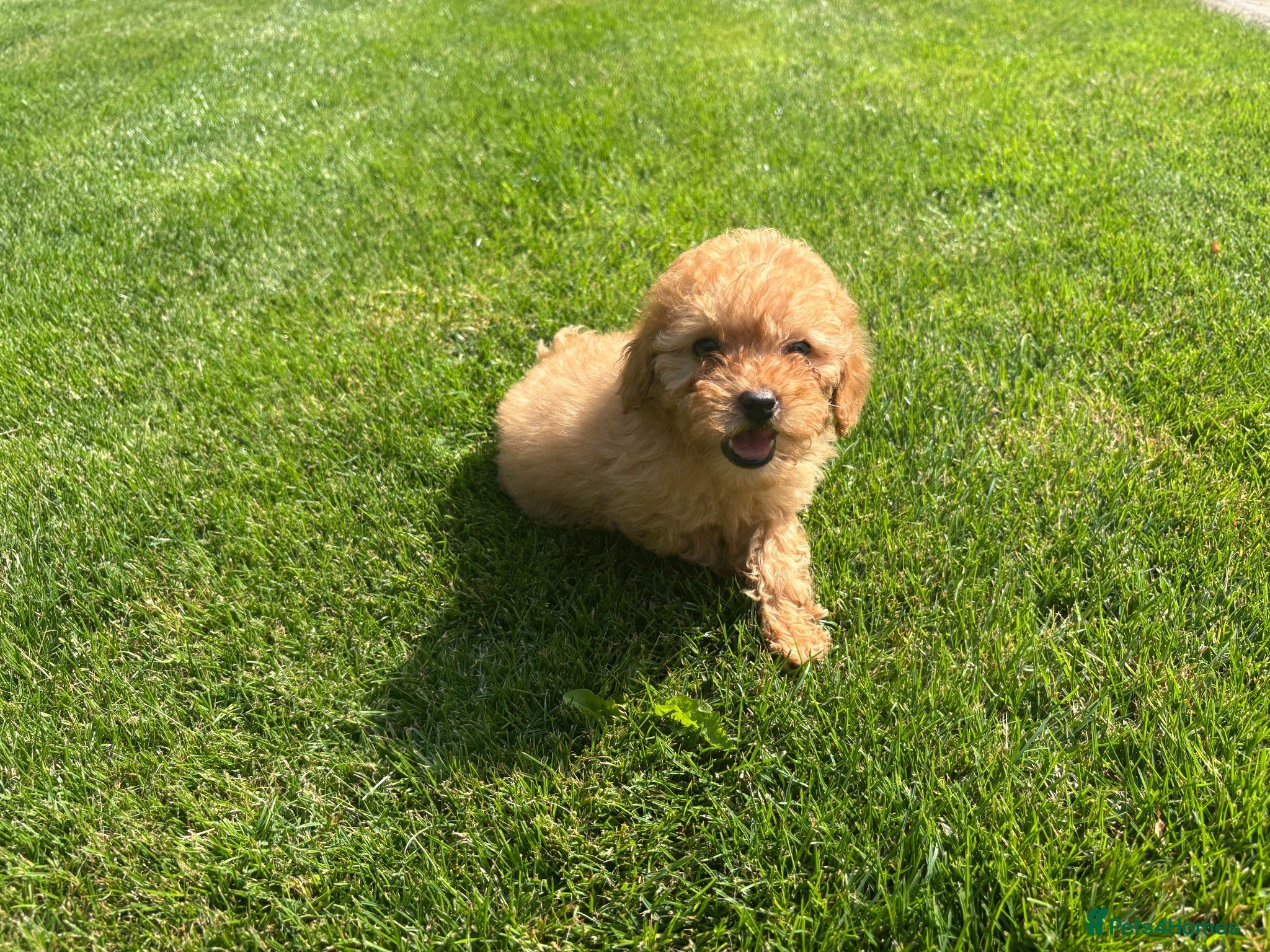 Miniature Poodle dogs 1 female KC Reg Miniature Poodles ready to leave   - Advert 1