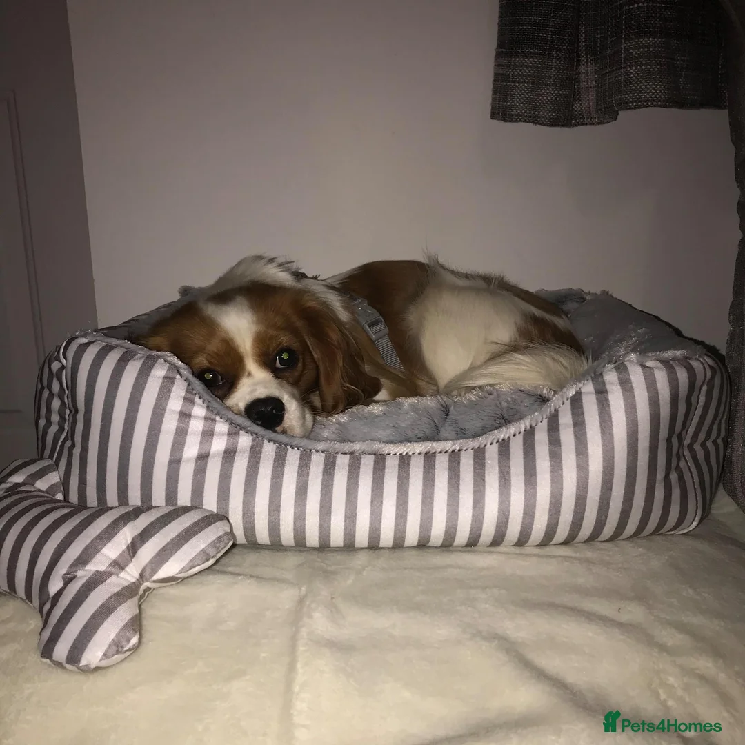 Cavalier King Charles Spaniel dogs for sale: Adoption - king Charles cavalier  - Advert 4