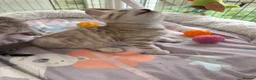 Bengal cats for sale: Snow Mink & Lynx 🩷💙 Pedigree TICA Bengal Kittens - Advert 3