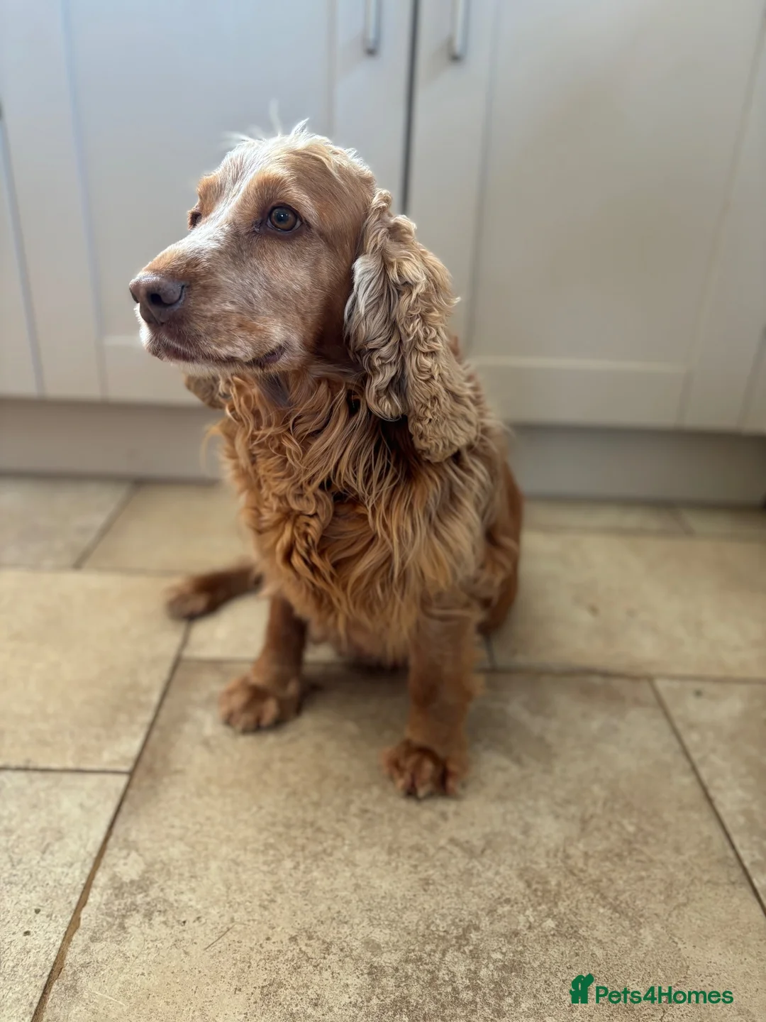 Cocker Spaniel dogs for sale: 8 year old cocker spaniel  - Advert 1