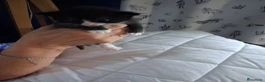 Mixed Breed 6