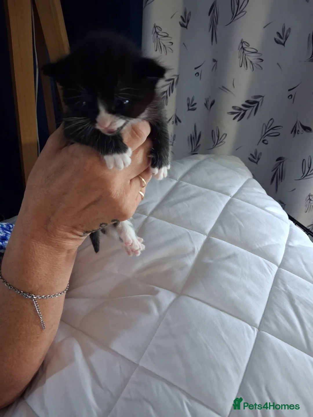 Mixed Breed cats for sale: Kittens - Advert 2
