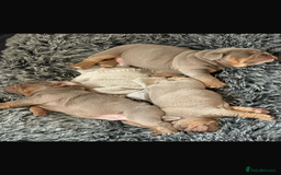 English Bulldog dogs for sale: Fully Suited Lilac & Tan boys  - Image 15