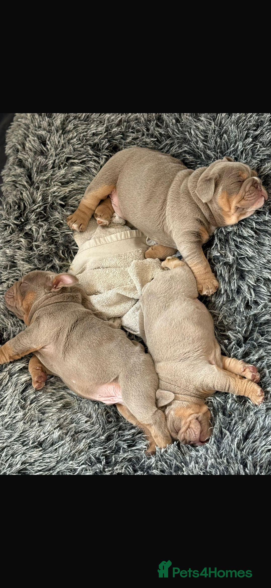 English Bulldog dogs for sale: Fully Suited Lilac & Tan boys  - Image 15