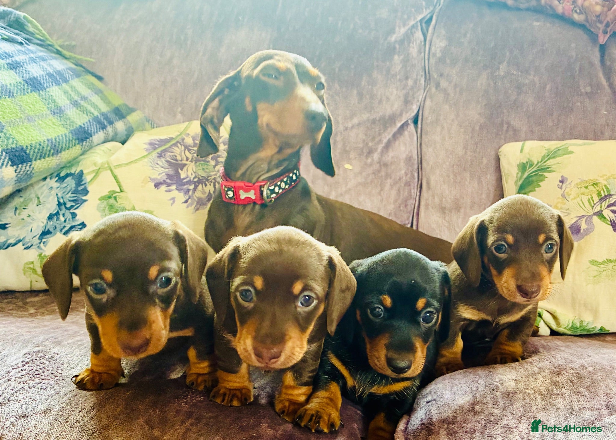 Dachshund dogs Beautiful Miniature Dachshund Puppies - Advert 2