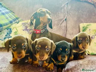 Dachshund dogs Beautiful Miniature Dachshund Puppies - Advert 5