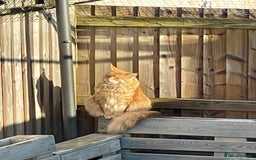 Maine Coon cats for sale: Donnie The Maine Coon - 4 y/o in Stoke-on-Trent - Image 4