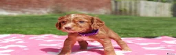 Cocker Spaniel dogs for sale: Stunning fox red working cocker spaniels  in Barnsley - Advert 17