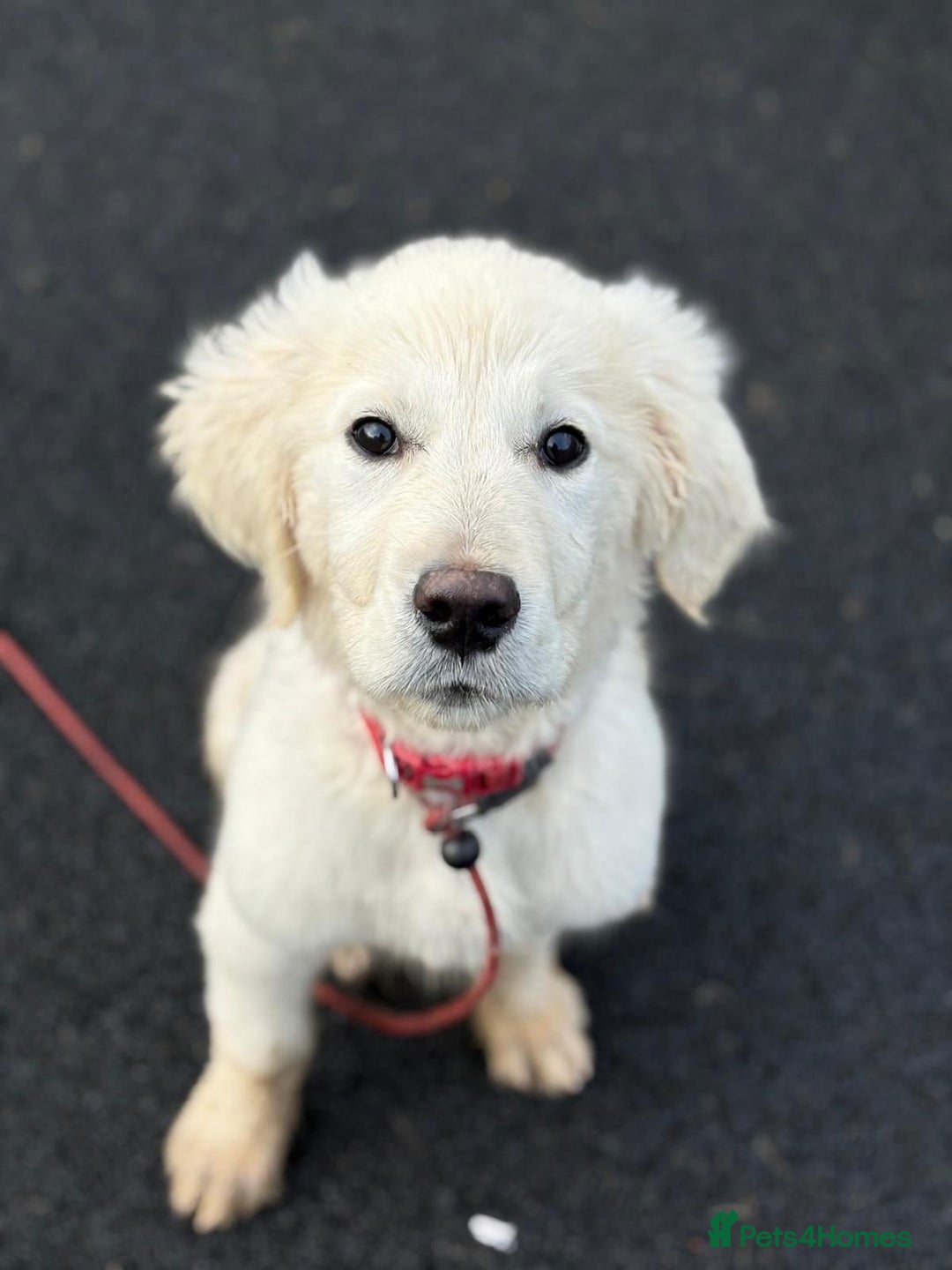 Golden Retriever dogs for sale: Fully Trained Golden Retriever for sale  - Advert 2