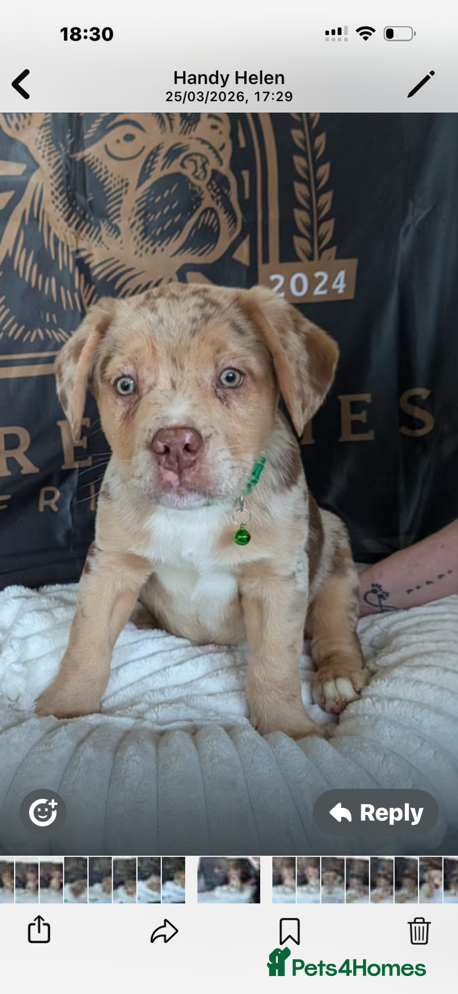 Mixed Breed dogs Amazing French Bulldog x puppy - Advert 1