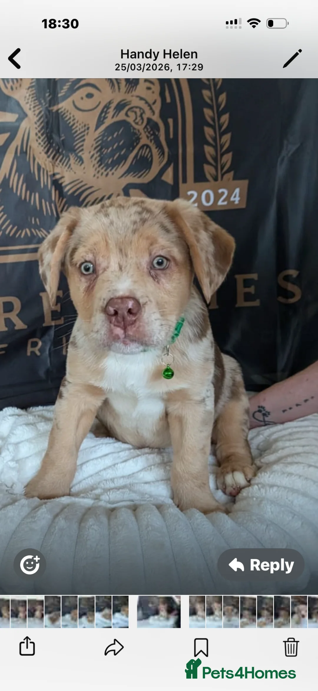 Mixed Breed dogs for sale: Amazing French Bulldog x puppy - Advert 1