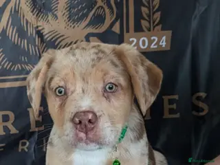 Mixed Breed dogs Amazing French Bulldog x puppy - Advert 1