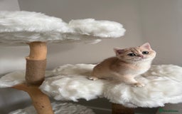 British Shorthair cats for sale: British Shorthair Golden Lilac kittens  - Image 30