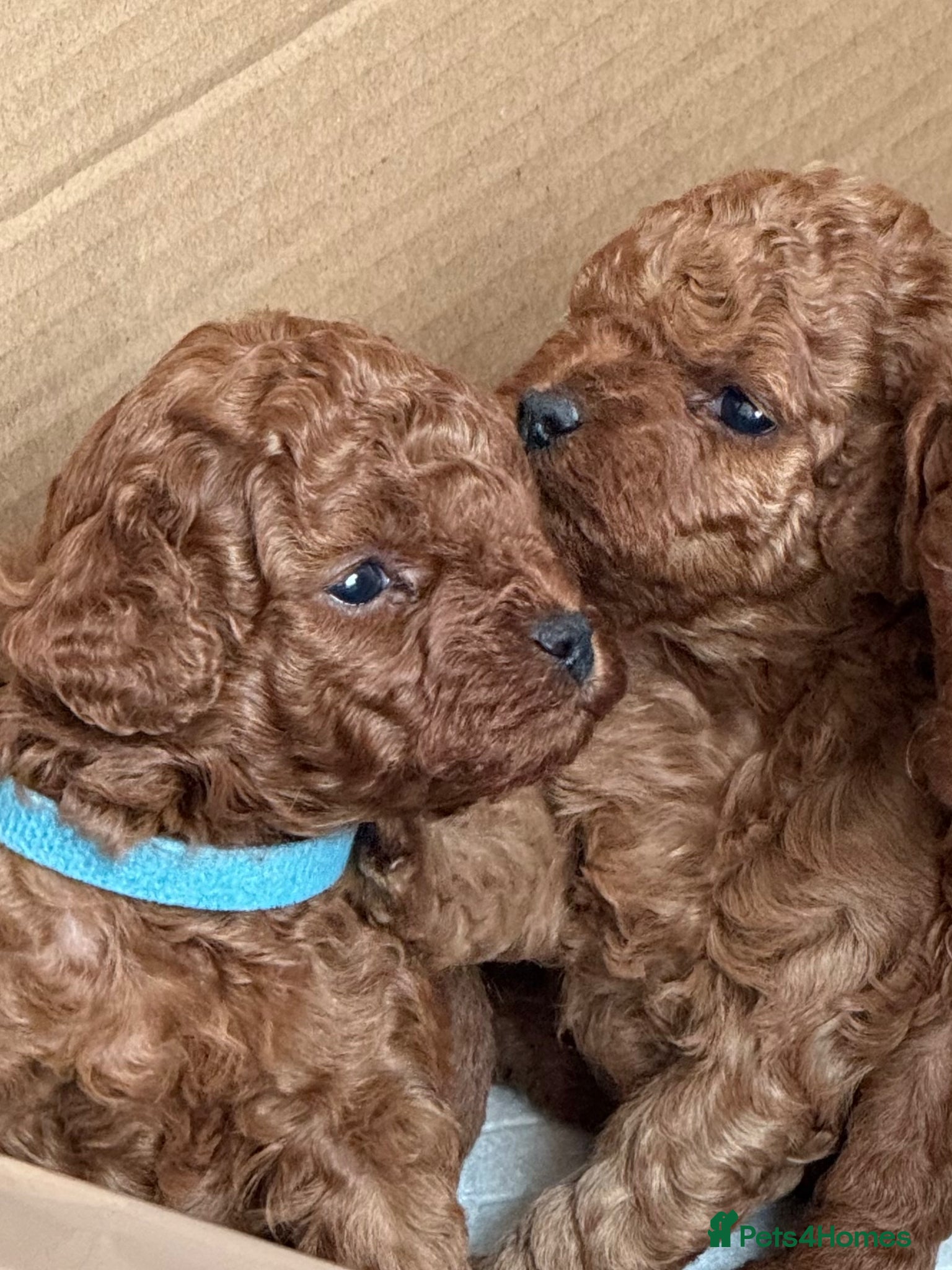 Toy Poodle dogs Asian Poodle Puppies  - Advert 7
