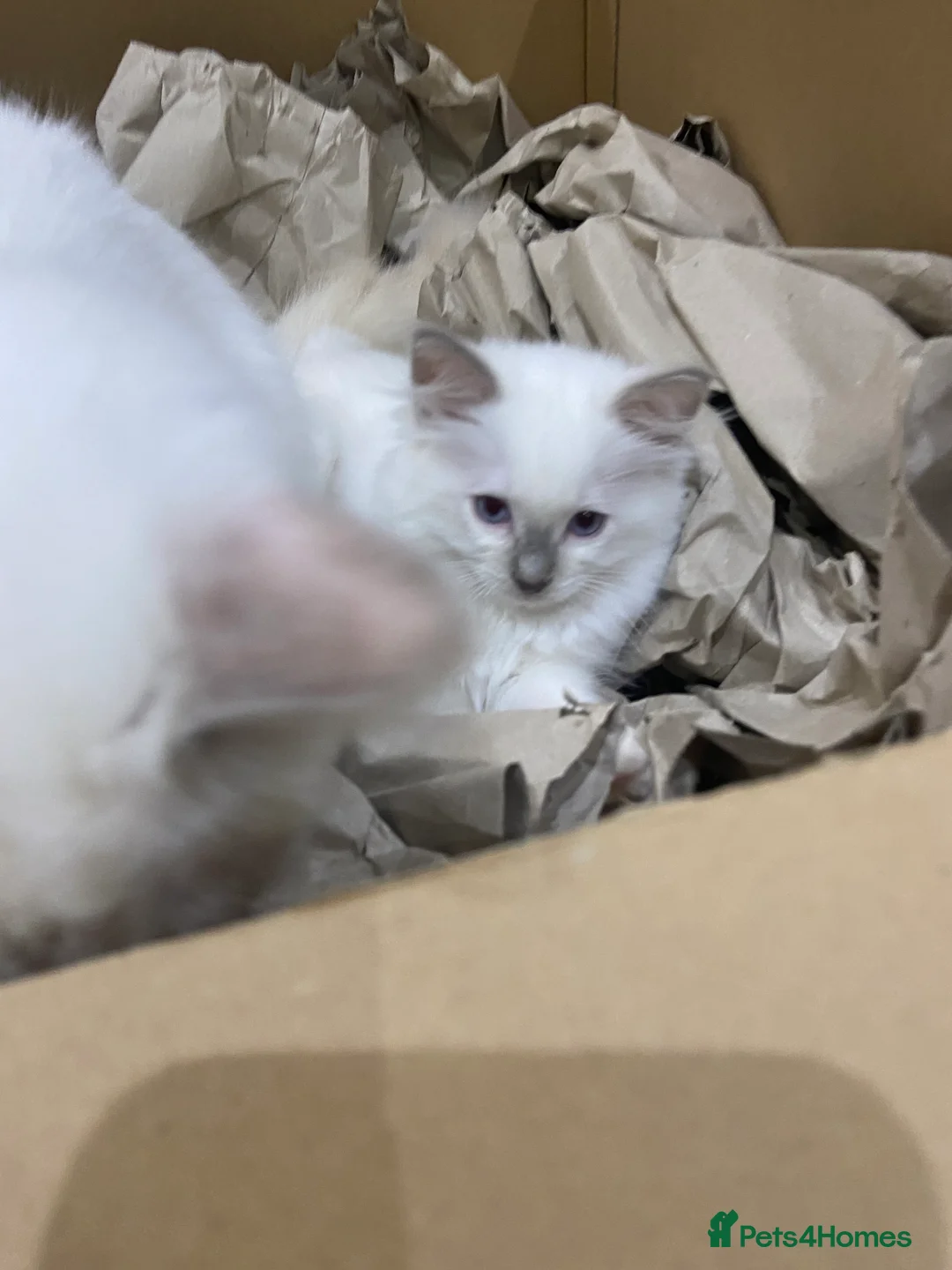 Ragdoll cats for stud: Gorgeous GGCF/TICA chocolate  mitted ragdoll in Norwich - Advert 13